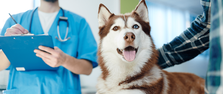 Chien chez le vétérinaire